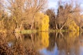 Autumn land stock shortly after sunrise and everything is yellow coloured