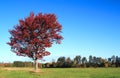 Autumn landscape Royalty Free Stock Photo