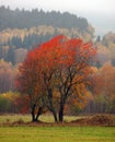 Autumn landscape