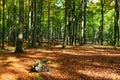 Autumn Landscape Royalty Free Stock Photo