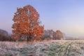 Autumn landscape. Amazing fall in november. Morning autumnal nature. Cold meadow with hoarfrost on grass and red foliage on trees Royalty Free Stock Photo