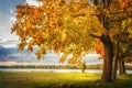 Autumn landscape. Amazing view on yellow trees in autumn park with evening warm sunlight. Green meadow, colorful leaves on tree