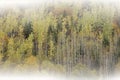 Autumn Aspen Forest in Fog Royalty Free Stock Photo