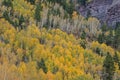 Autumn Aspen Grove Telluride Royalty Free Stock Photo