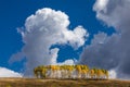 Autumn landscape with Aspen trees and cumulus clouds Royalty Free Stock Photo