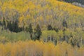 Autumn Aspen Grove Colorado Royalty Free Stock Photo