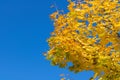 Autumn landscape. Autumn tree leaves blue sky background. Royalty Free Stock Photo