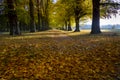 Autumn landscape, avenue of trees in Nottinghamshire, UK