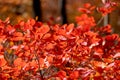 Autumn landscape background. Beautiful autumn landscape on sunny day, yellow, red leaves fall from trees. Bright warm autumn Royalty Free Stock Photo