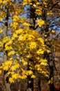 Autumn landscape background. Beautiful autumn landscape on sunny day, yellow, red leaves fall from trees. Bright warm autumn Royalty Free Stock Photo