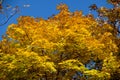 Autumn landscape background. Beautiful autumn landscape on sunny day, yellow, red leaves fall from trees. Bright warm autumn Royalty Free Stock Photo