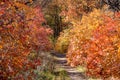 Autumn landscape background. Beautiful autumn landscape on sunny day, yellow, red leaves fall from trees. Bright warm autumn Royalty Free Stock Photo