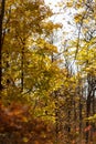 Autumn landscape background. Beautiful autumn landscape on sunny day, yellow, red leaves fall from trees. Bright warm autumn Royalty Free Stock Photo