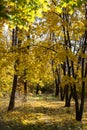 Autumn landscape background. Beautiful autumn landscape on sunny day, yellow, red leaves fall from trees. Bright warm autumn Royalty Free Stock Photo