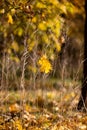 Autumn landscape background. Beautiful autumn landscape on sunny day, yellow, red leaves fall from trees. Bright warm autumn Royalty Free Stock Photo