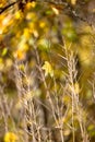 Autumn landscape background. Beautiful autumn landscape on sunny day, yellow, red leaves fall from trees. Bright warm autumn Royalty Free Stock Photo