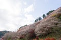 Autumn landscape background Red leave in Obara Nagoya Japan Royalty Free Stock Photo