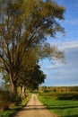 Autumn landscape in Bavaria in portrait format with a tree and an avenue on a path with bright colors against a blue sky with Royalty Free Stock Photo