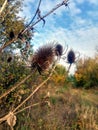 autumn landscape