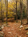 Autumn landscape with beautiful colored trees in the forest. Wonderful picturesque background.