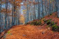 Autumn landscape beautiful colored trees over the forest, glowing in sunlight. Wonderful picturesque background. Beautiful colors Royalty Free Stock Photo