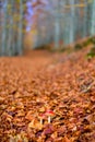 Autumn landscape beautiful colored trees over the forest, glowing in sunlight. Wonderful picturesque background. Beautiful colors Royalty Free Stock Photo