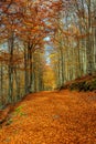 Autumn landscape beautiful colored trees over the forest Royalty Free Stock Photo