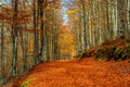 Autumn landscape beautiful colored trees over the forest Royalty Free Stock Photo