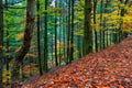 Autumn landscape beautiful colored trees over the forest, glowing in sunlight. Wonderful picturesque background. Beautiful colors