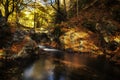 Autumn landscape beautiful colored trees over the river, glowing in sunlight. wonderful picturesque background. Royalty Free Stock Photo