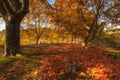 Autumn landscape beautiful colored trees over the road, glowing in sunlight. Wonderful picturesque background. Beautiful colors an Royalty Free Stock Photo