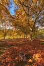 Autumn landscape beautiful colored trees over the road, glowing in sunlight. Wonderful picturesque background. Beautiful colors an Royalty Free Stock Photo