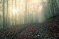 mysterious nature scenery, road in autumn forest at morning sunlight, picturesque autumn view Royalty Free Stock Photo