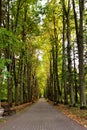 Autumn landscape - beautiful autumn pathway in park. Old high li Royalty Free Stock Photo