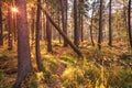 Autumn landscape, beautiful taiga and fallen tree