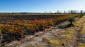 Autumn landscape - beautiful vineyards of Mendoza, Argentina