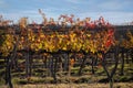 Autumn landscape - beautiful vineyards of Mendoza, Argentina