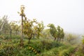 Autumn landscape of beautiful vineyards, near Maribor