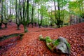 autumn landscape of a beech forest Royalty Free Stock Photo