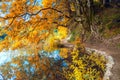 Autumn Landscape - Big Yellow Tree and lake in park Royalty Free Stock Photo