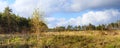 Autumn landscape, birch on the background of meadows and pine forest