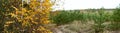 Autumn landscape, birch on the background of the road and a young pine forest