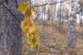 Autumn landscape. A birch branch with yellow leaves in the foreground. With copy space. Leaf fall, autumn mood. Royalty Free Stock Photo