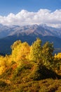 Autumn Landscape with birch forest and mountain peak Ushba Royalty Free Stock Photo