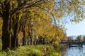 Autumn landscape. Birch grove on the coast lake. Bright colors at sunset. Great place to walk or picnic. In the distance, gray Royalty Free Stock Photo