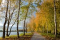 Autumn landscape. Birch grove on the coast lake. Bright colors at sunset. Great place to walk or picnic. In the distance, gray Royalty Free Stock Photo