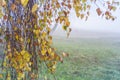 Autumn landscape, birch thin branches on a foggy background