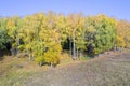 Autumn landscape, birch tree forest Royalty Free Stock Photo
