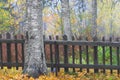 Autumn landscape with birch tree in front of old fence Royalty Free Stock Photo