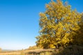 Autumn landscape, birches oak maple trees were painted in autumn Royalty Free Stock Photo